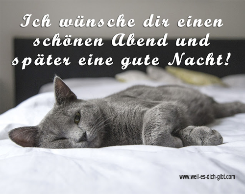 Ein schwarzes und weißes Foto von einer schlafenden Katze auf einem Bett. Über dem Bild steht der Spruch: "Ich wünsche dir einen schönen Abend und später eine gute Nacht!" in weißer Schrift auf schwarzem Hintergrund.
