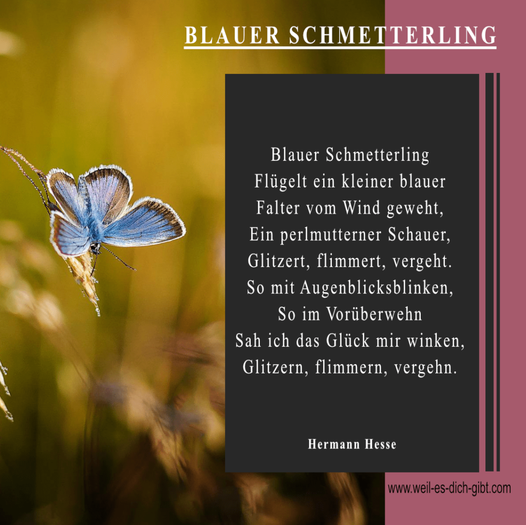 Hermann Hesse - Gedicht - Schmetterling