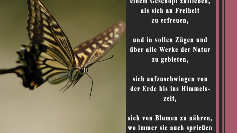 Gedicht von E. Spencer: Das Schicksal des Schmetterlings