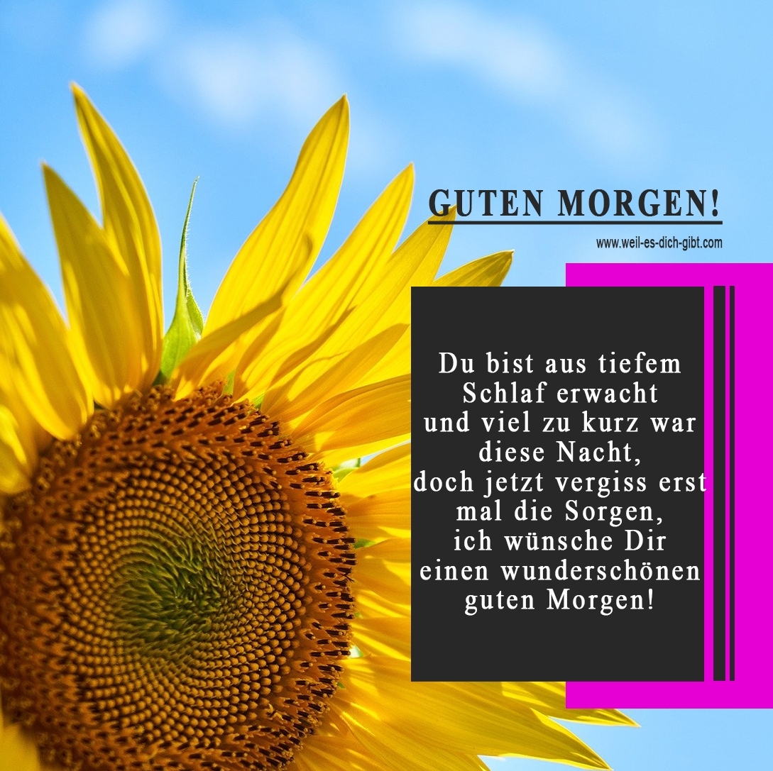 🌞 Ein Wunderschöner Guten Morgen Spruch 🌻 Sonnenblume Zu Kurz War Diese Nacht 😍 Weil Es 1049