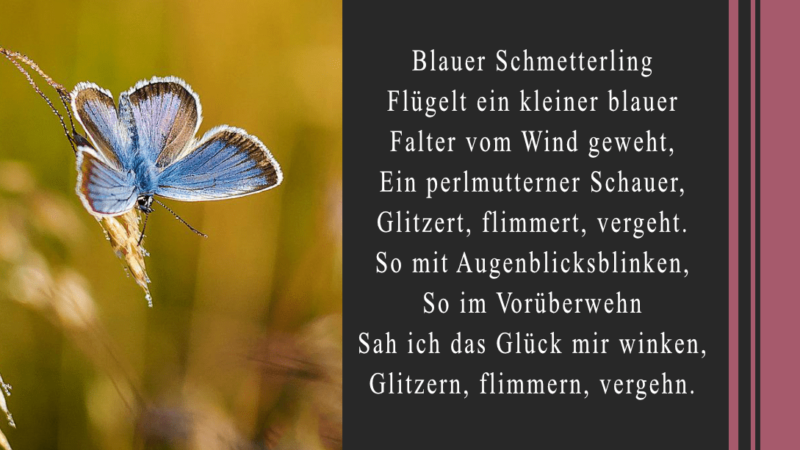 Hermann Hesse - Gedicht - Schmetterling