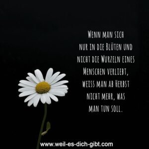 Wahre Liebe erkennt man nicht an den Blüten, sondern an den Wurzeln