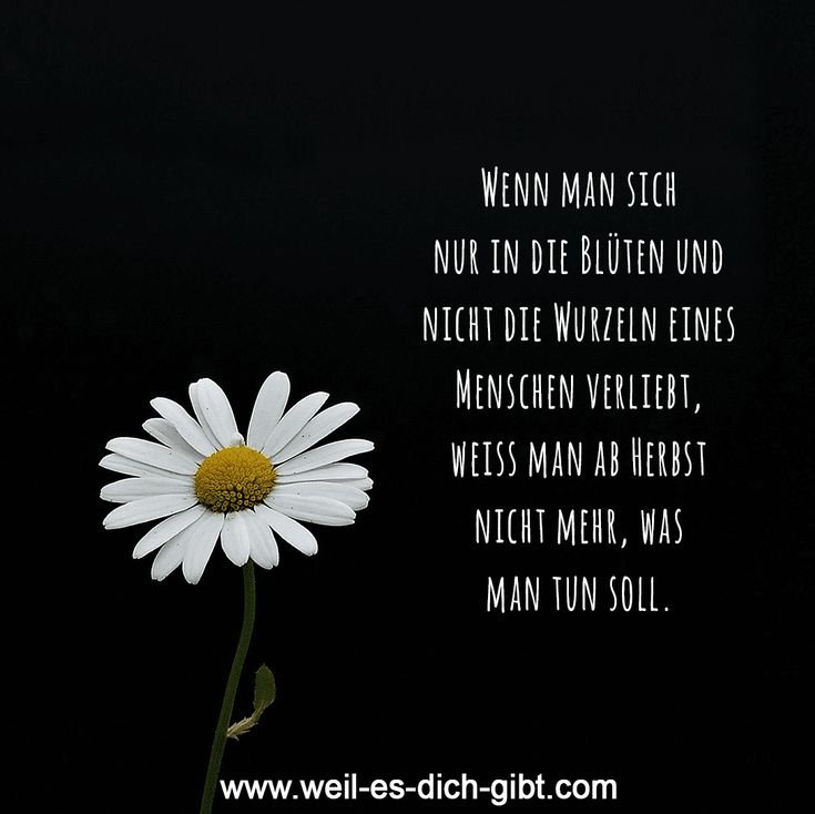 Wahre Liebe erkennt man nicht an den Blüten, sondern an den Wurzeln