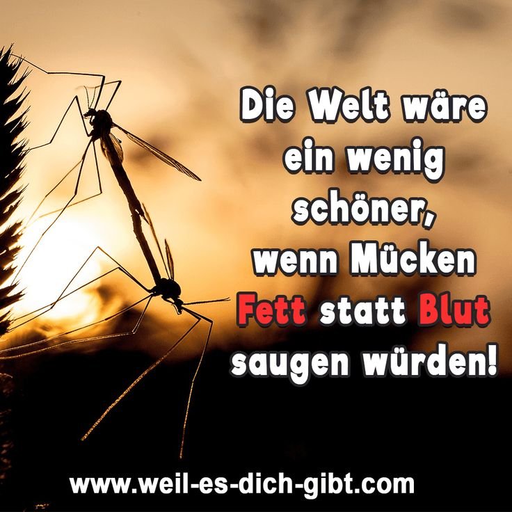 „Wenn Mücken Fett statt Blut saugen würden…“ – Ein humorvoller Gedanke mit tieferer Bedeutung