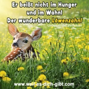 Er beißt nicht im Hunger und im Wahn – Der wunderbare Löwenzahn 🌼