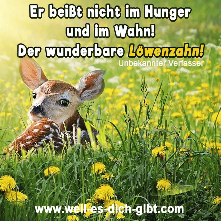🌼 Beisst nicht bei Hunger und Wahn Loewenzahn lustige Sprueche und Zitate 😍 Weil es dich gibt