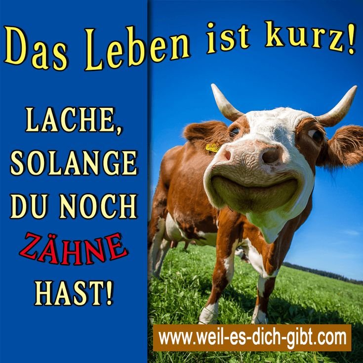 😁 Das Leben ist kurz Lache Zaehne hast lustige Sprueche 😍 Weil es dich gibt