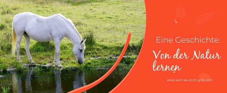 Weisheiten aus der Natur – So lebst du im Einklang mit der Welt – Die Natur hat uns unzählige Lektionen zu bieten – über Gesundheit, innere... | Inspiration & Gedanken